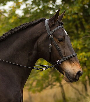 Barefoot® Bitless Bridle Walnut, svart