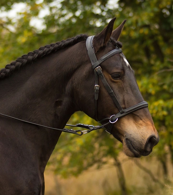 Barefoot Bitless Bridle Walnut, brown - 3