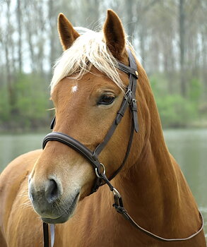 Barefoot® Bitless Bridle Walnut, mörkbrun