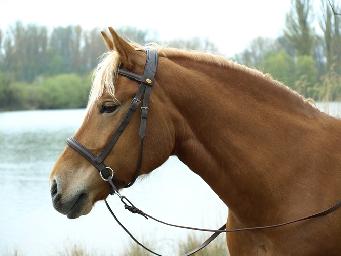 Barefoot Bitless Bridle Walnut, brown - 4