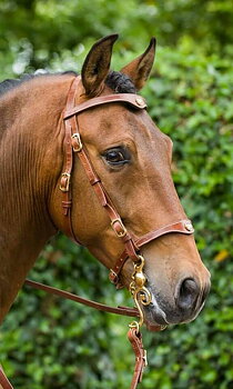 Marjoman Portuguese Lusitania Bridle inkl. tygel