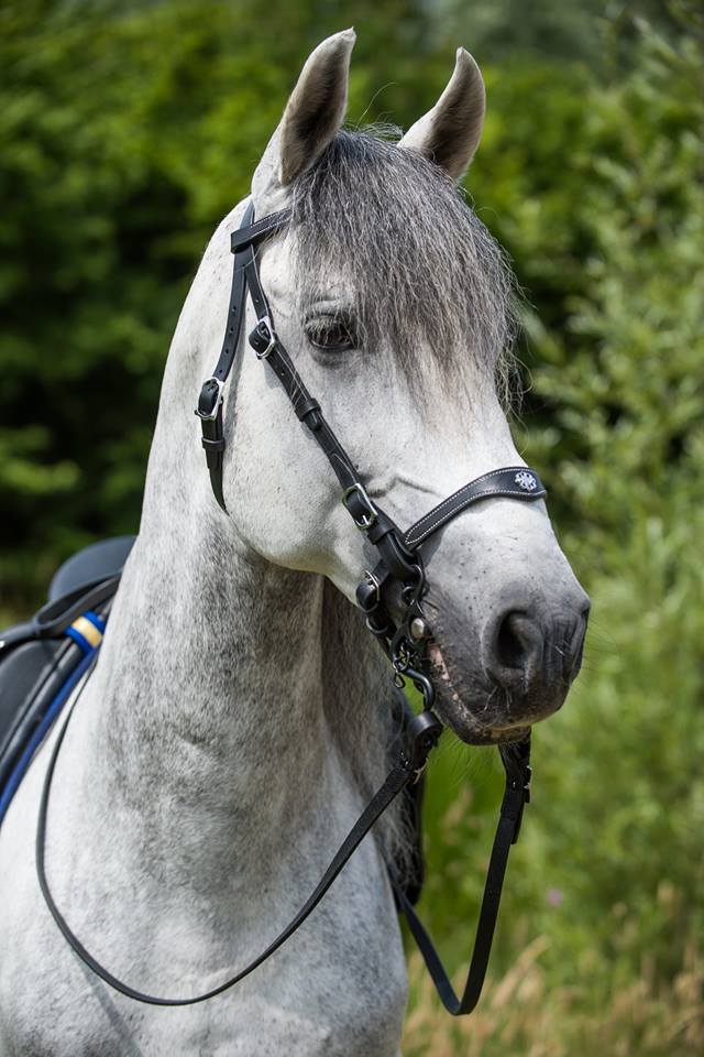 Marjoman Portuguese Lusitania Bridle incl. rein - 14