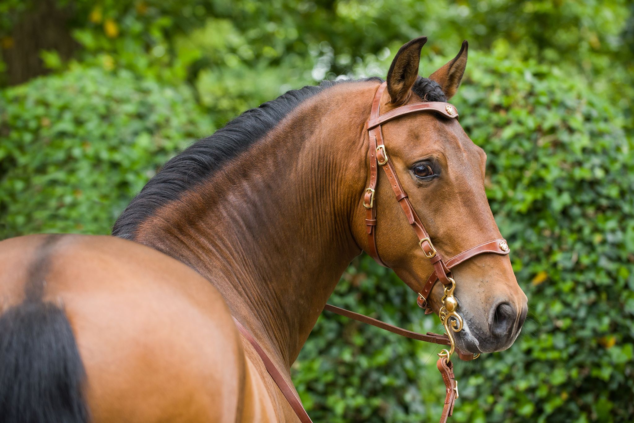 Marjoman Portuguese Lusitania Bridle incl. rein - 13