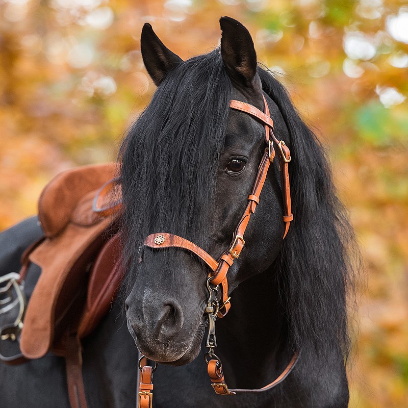 Marjoman Portuguese Lusitania Bridle incl. rein - 15