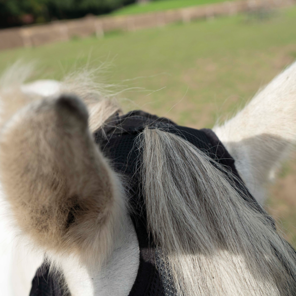 Fly mask Fly Cover Gap with fringes - 2