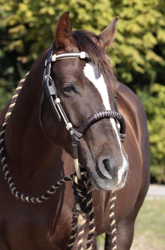 Barefoot® Oaklet headstall (with rawhide details) - 5
