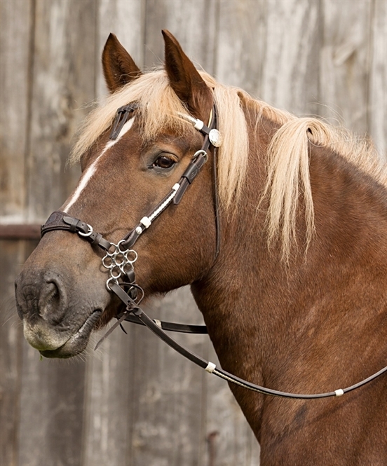 Barefoot® Oaklet headstall (with rawhide details) - 4