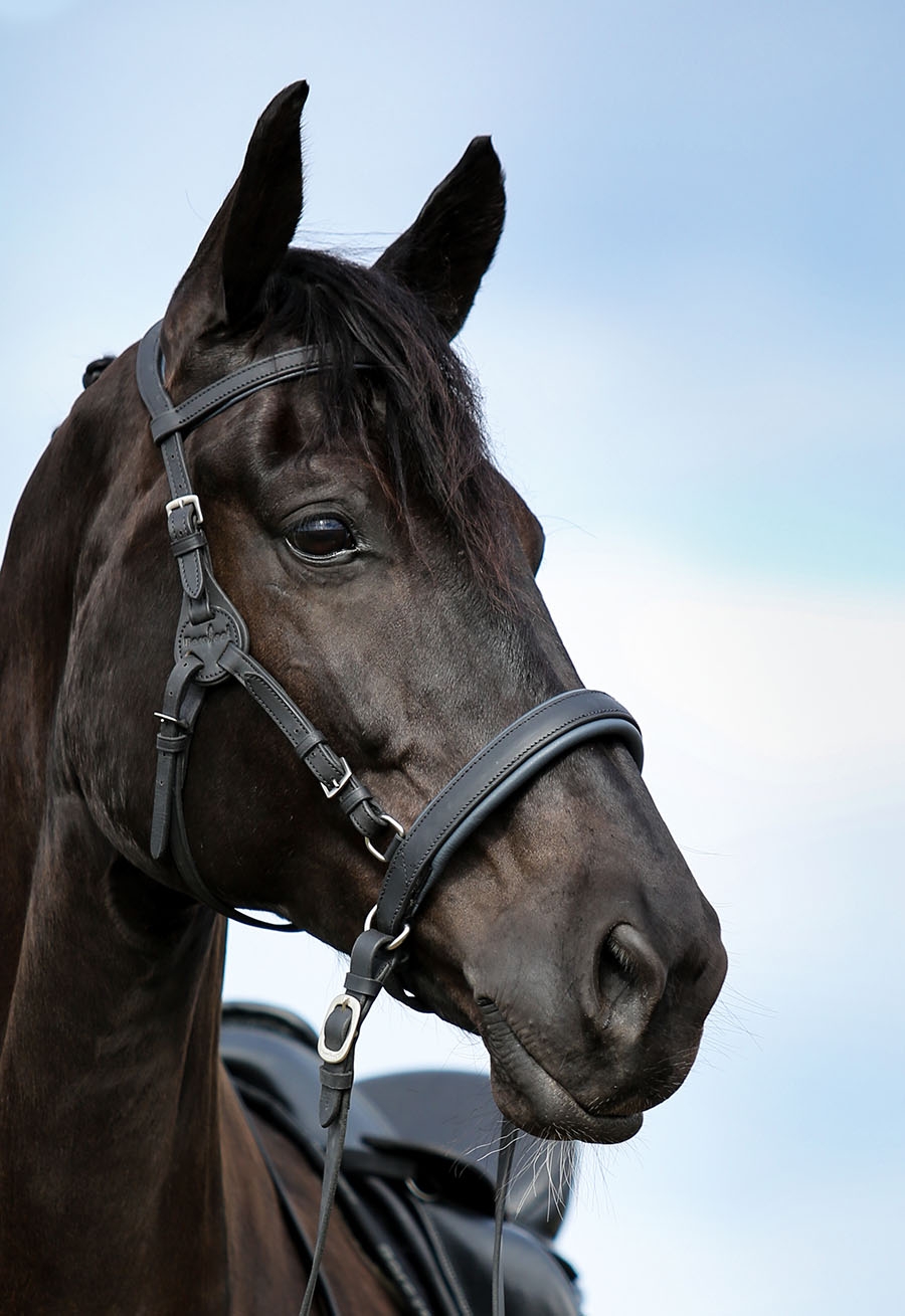 Headstall (anatomical) Barefoot® Contour Physio
