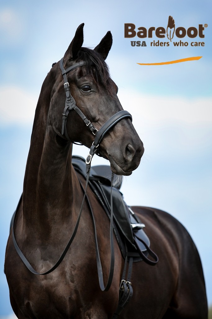 Headstall (anatomical) Barefoot® Contour Physio - 17