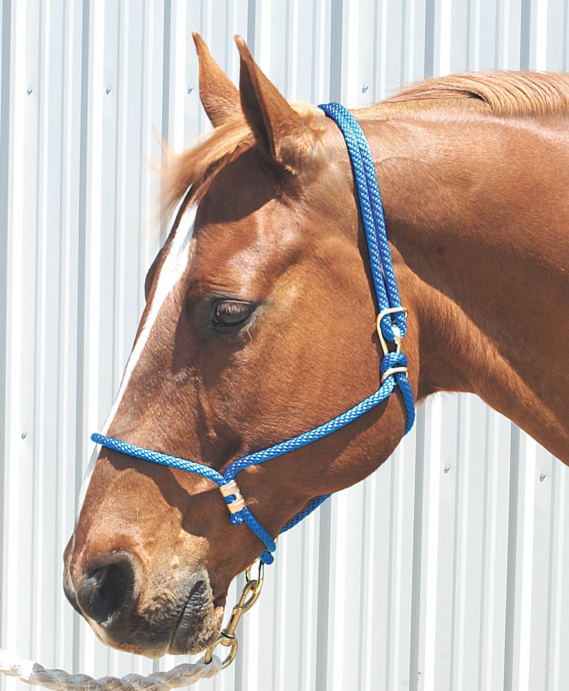Stacy Westfall Halter Hook - 4
