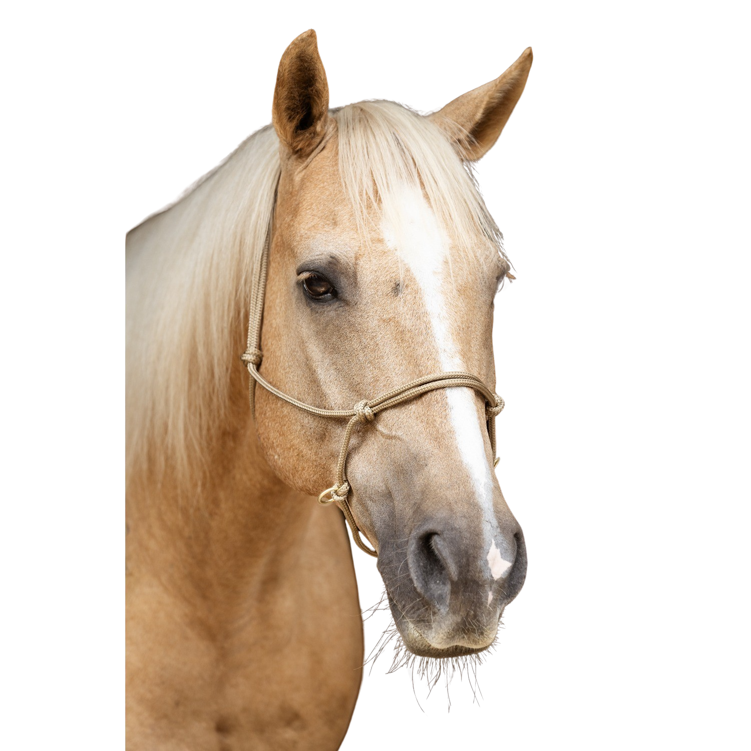 Rope halter Brockamp HorseMan PRO with sidepull rings