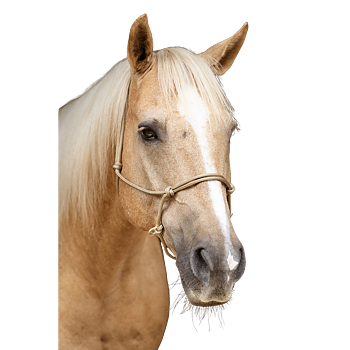 Ridrepgrimma / Sidepull Brockamp HorseMan PRO (svart eller beige)