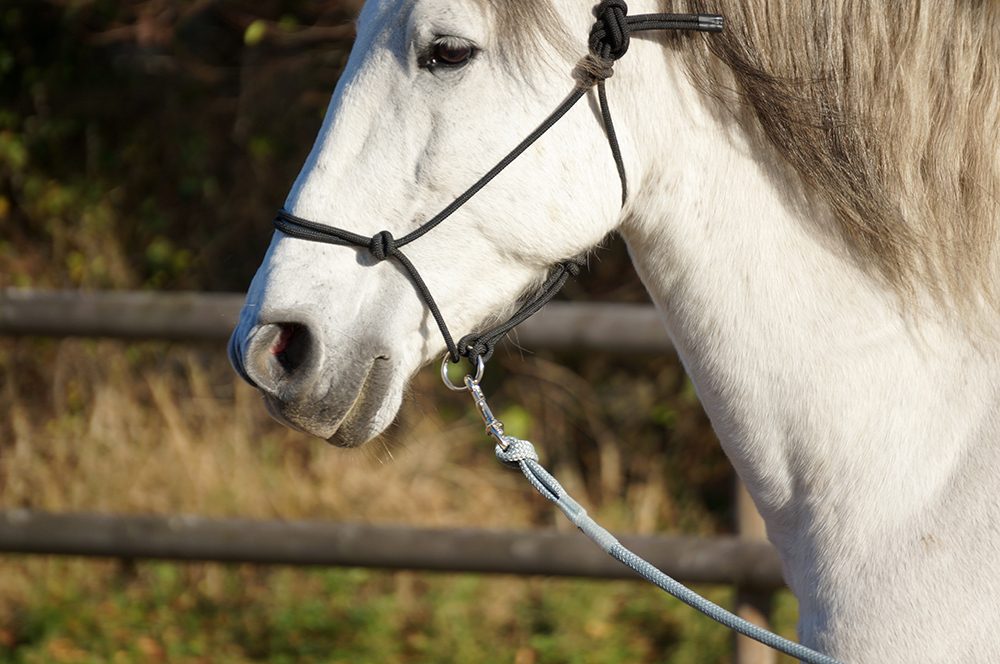 Rope halter Double Diamond #100 (sharp) "Mike Major", Large / Draft - 3