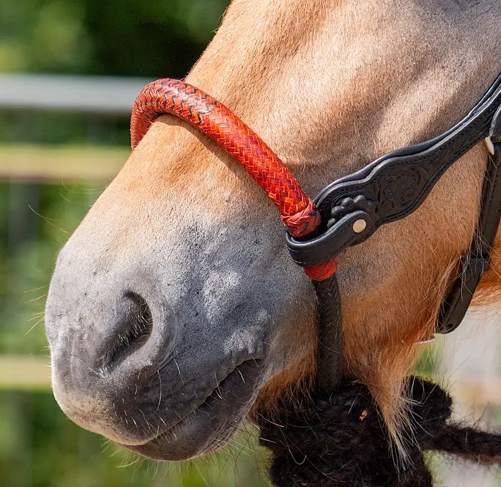 Edix® Chara Bosal Rawhide Black Cognac - 2
