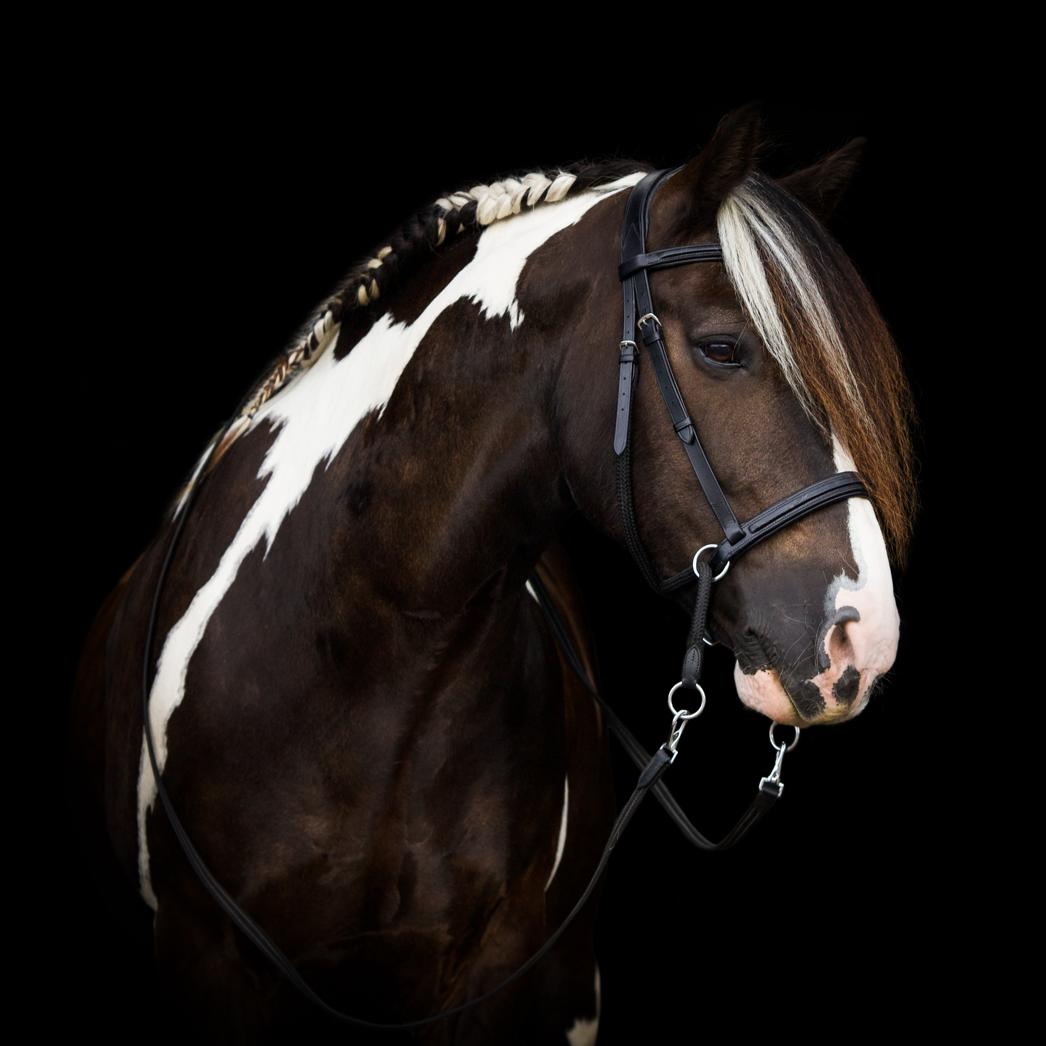 F.R.A® Dietsji Crossunder/Sidepull inkl. tyglar, Shire / X-Full (brun eller svart) - 3
