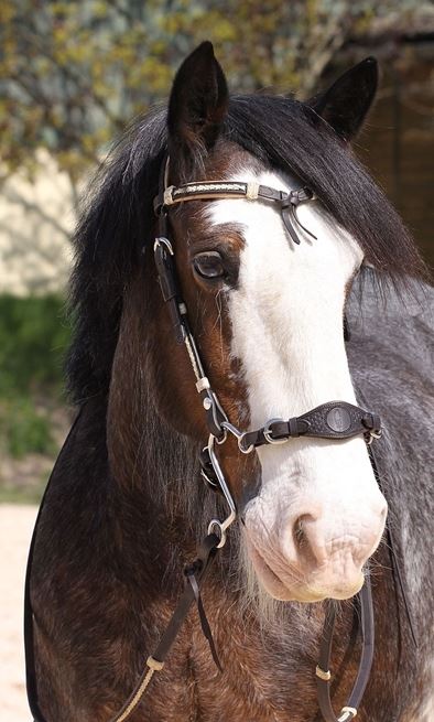 Hackamore noseband, anatomical, Barefoot®  - 6