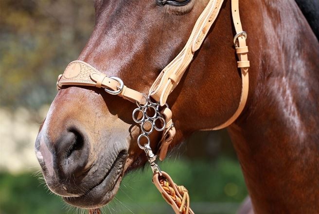 Hackamore noseband, anatomical, Barefoot®  - 5