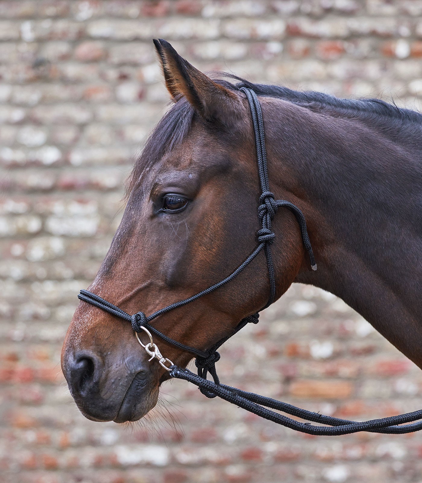 Rope halter for riding Waldhausen, with reins, black - 3