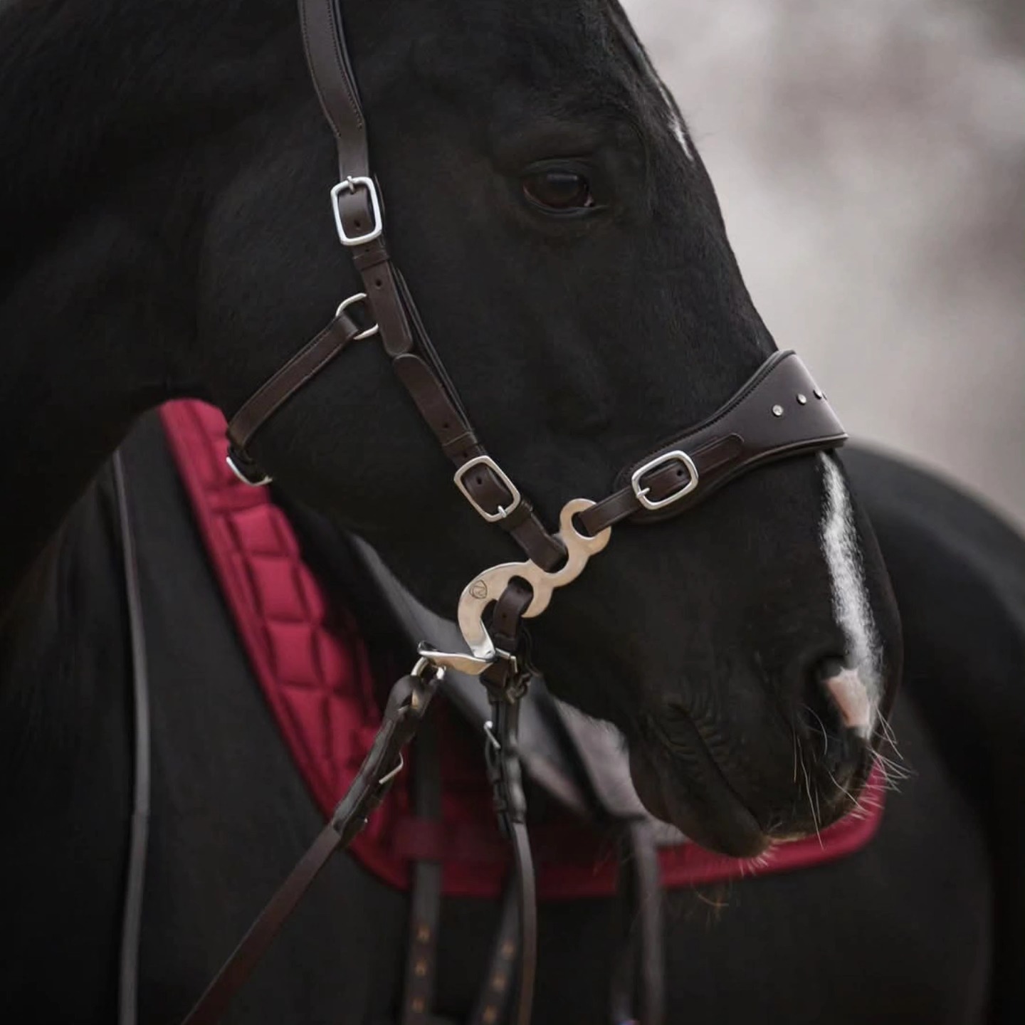 Hackamore EDIX® 'Adore', nosepart + curbstrap - 6