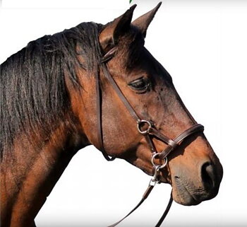 F.R.A® Pardoes Sidepull incl. reins, brown