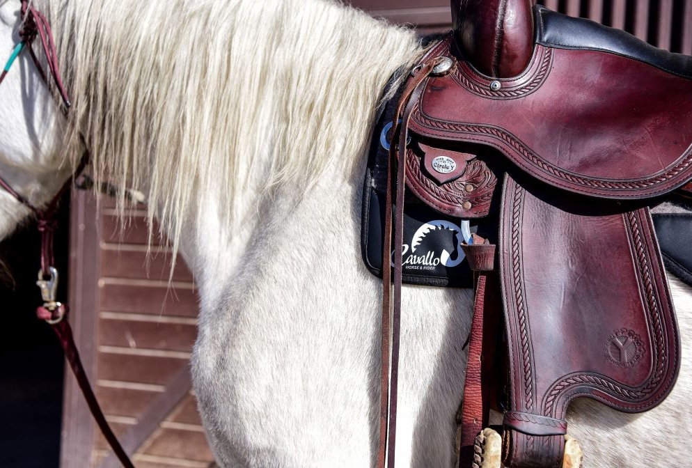 Cavallo All Purpose Western Saddle Pad - 4