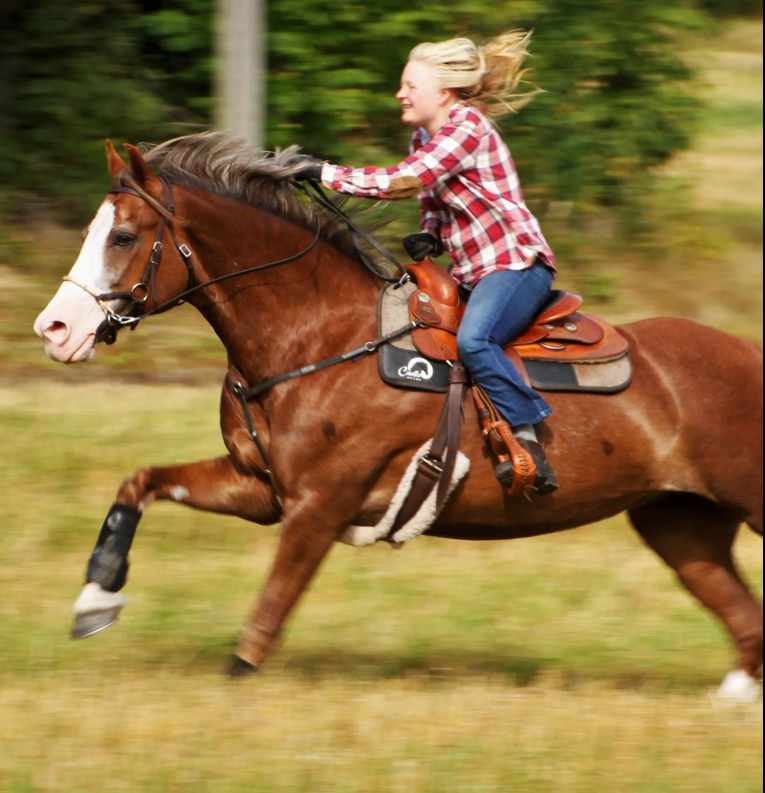Cavallo All Purpose Western Saddle Pad - 3