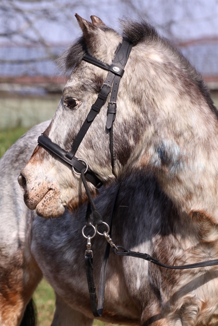 Barefoot® Bitless Bridle Walnut Ponny, brun - 2