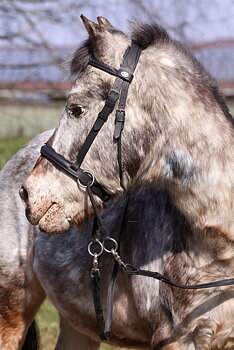 Barefoot® Bitless Bridle Walnut Ponny, brun