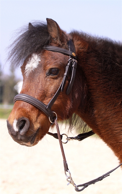 Barefoot® Bitless Bridle Walnut Ponny, brun