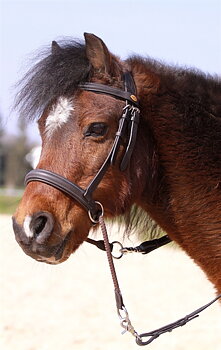 Barefoot® Bitless Bridle Walnut Ponny, brun