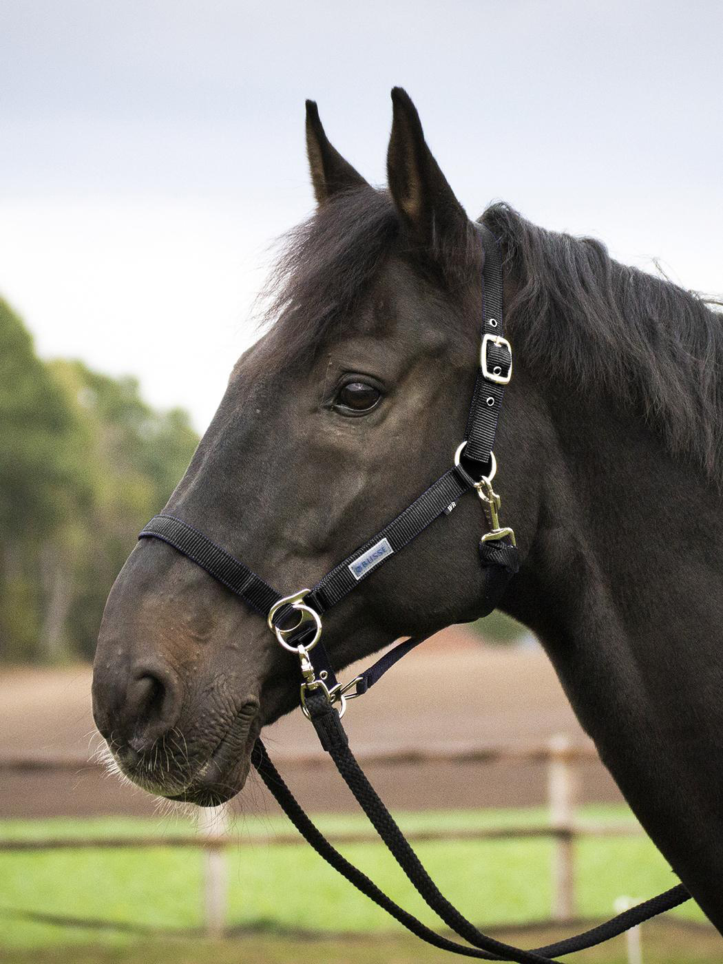 Headcollar Riding, black
