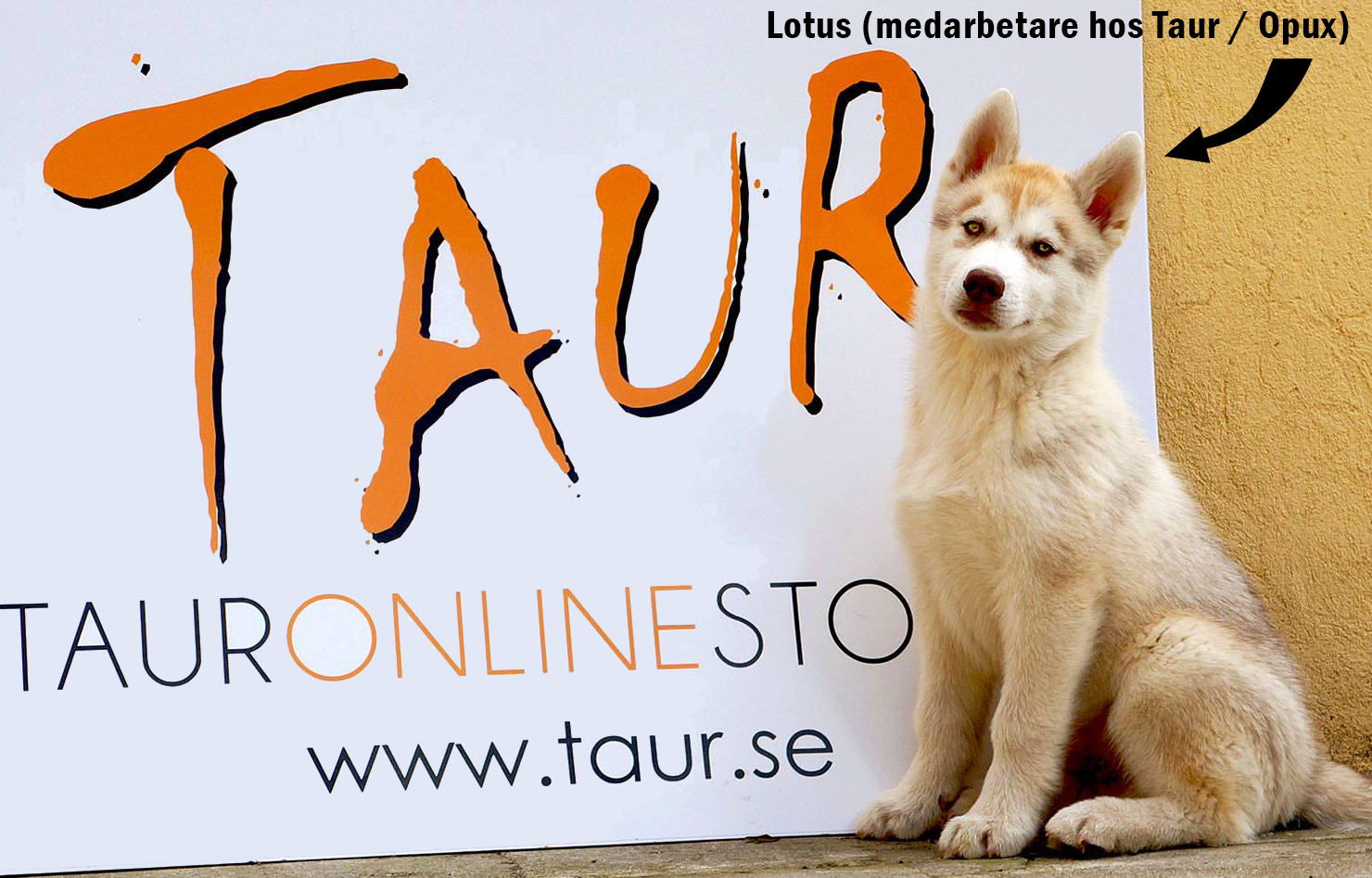 LOTUS PÅ OPUX