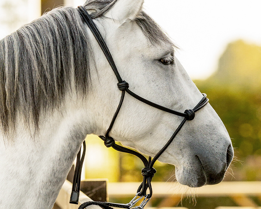 NYHET! Repgrimma i läder! 
