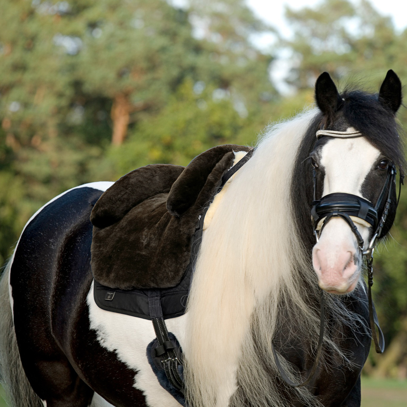 Horsedream® lammskinnssadel Iberica Plus Brun 