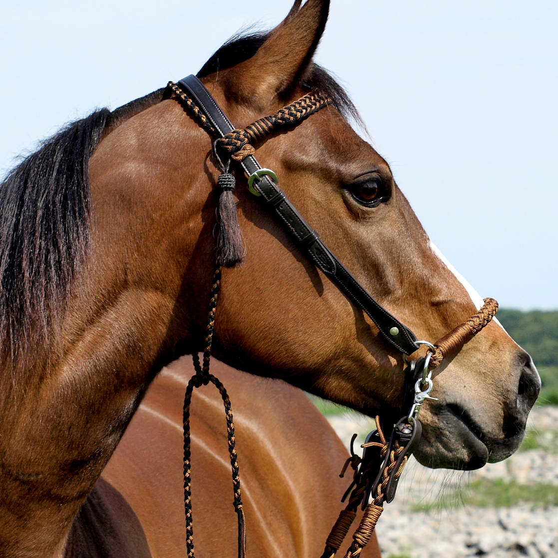 Sidepull with rope noseband