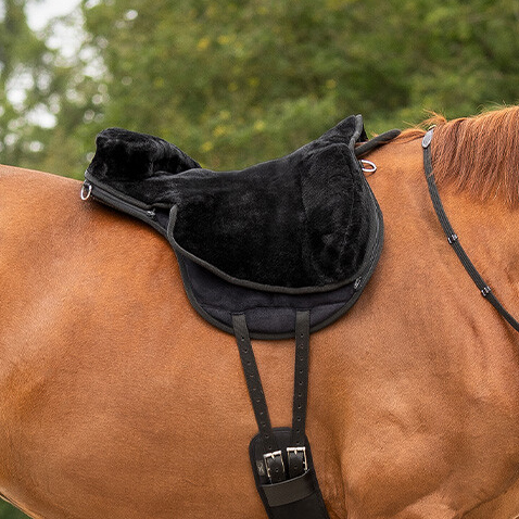 QHP  barbackasadel