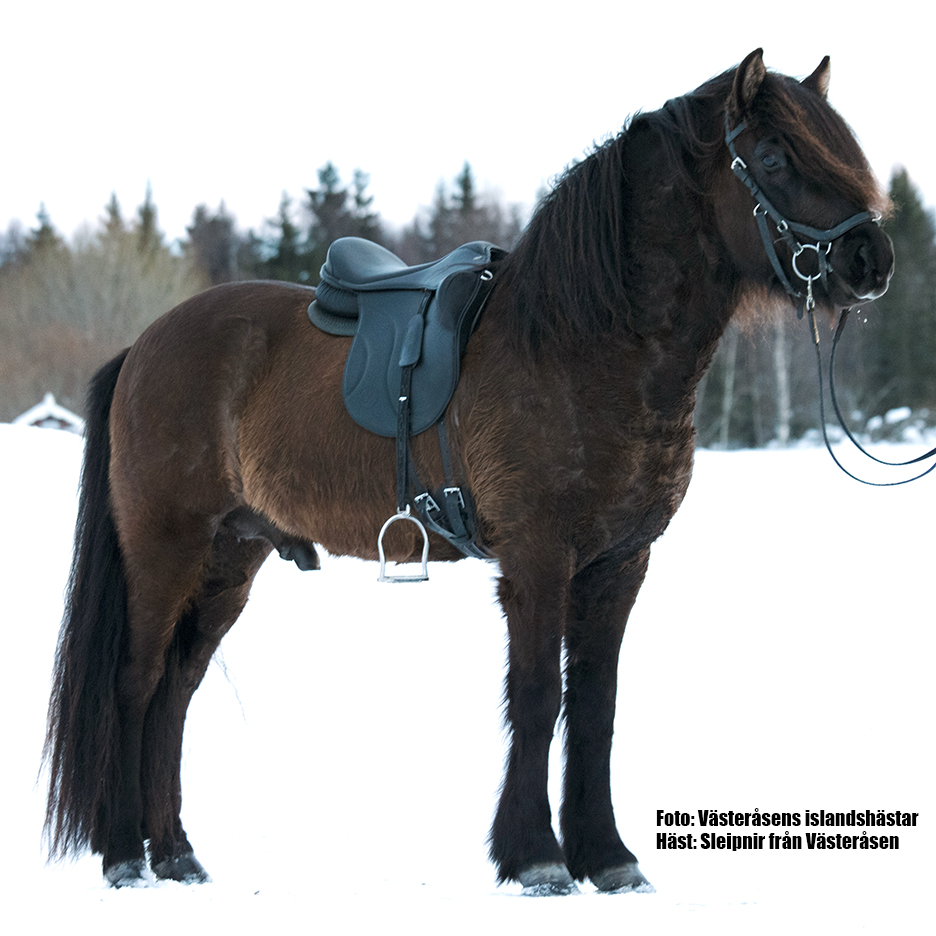 Gaiter (bomfria sadlar)