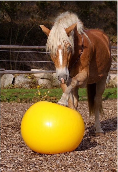Natural Horsemanship accessoires