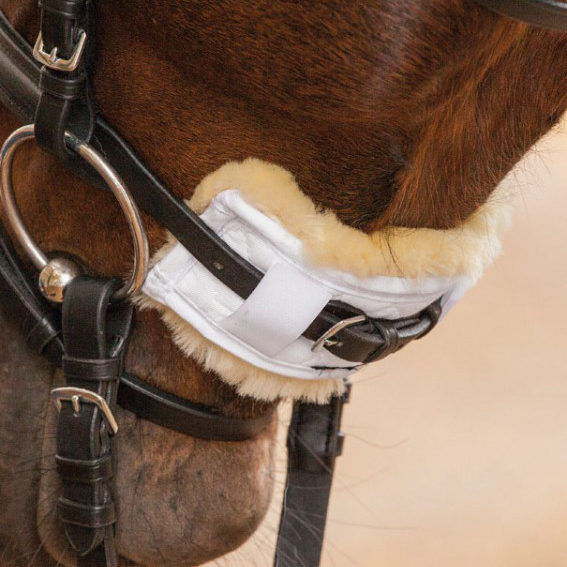 Hackamore accessories