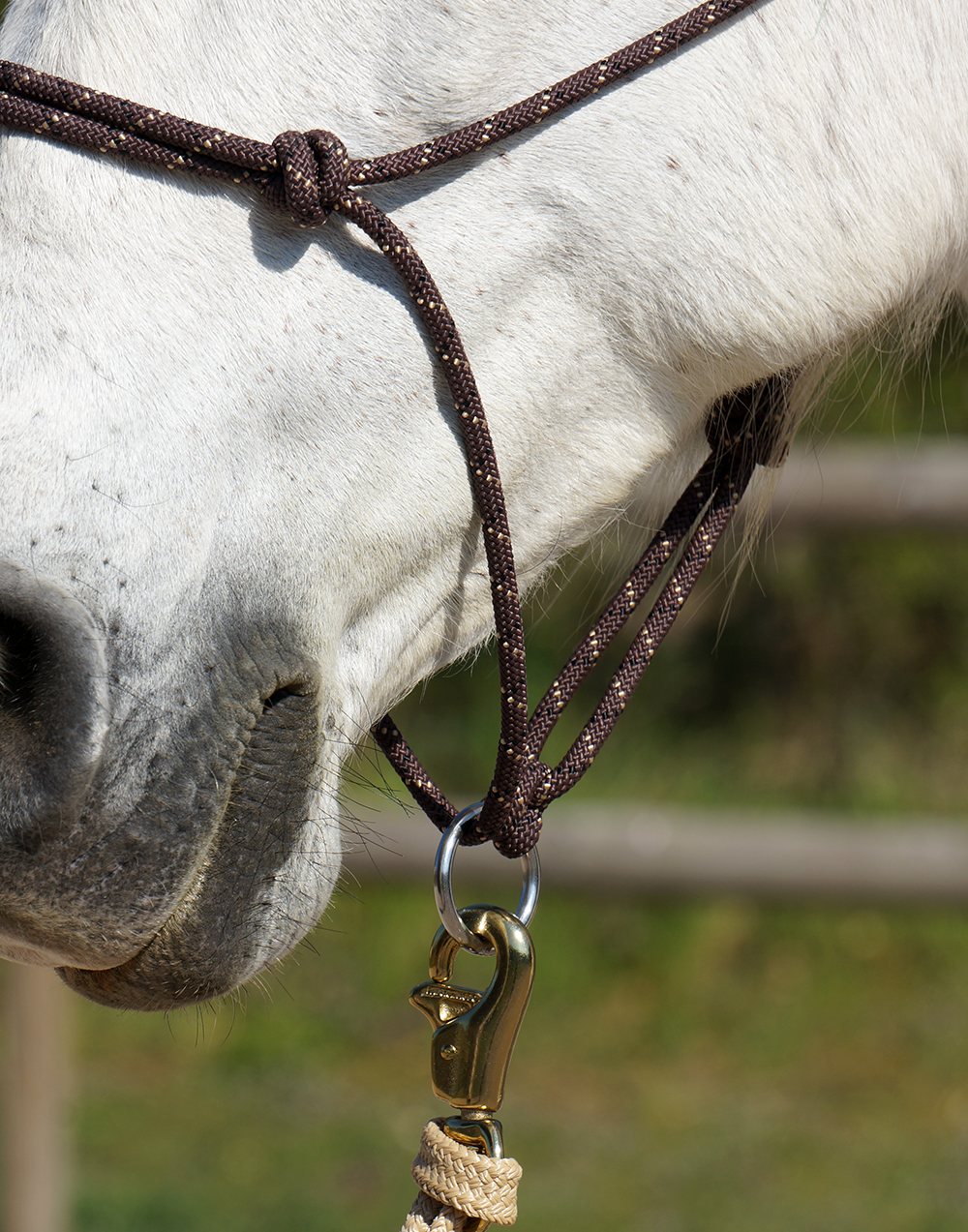 Rope halters Special
