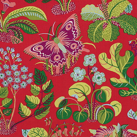 Exotic Butterfly