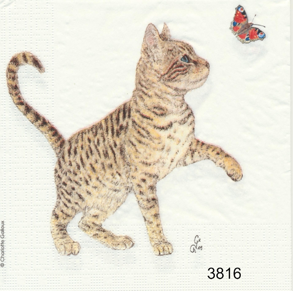 Söt katt med fjäril
