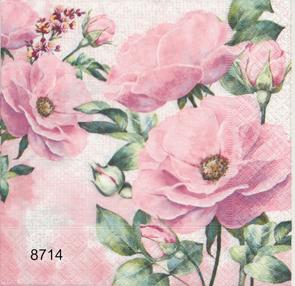 Rosa rosor 