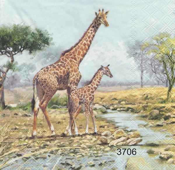 Giraffer
