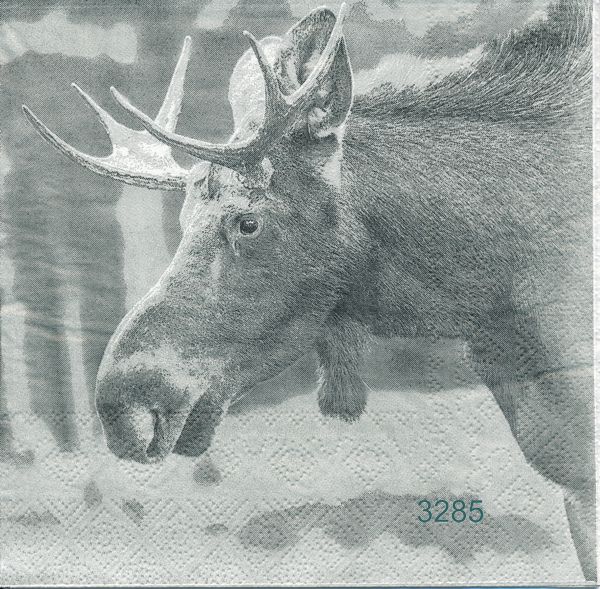 Älg 