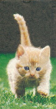 Kattungar på språng