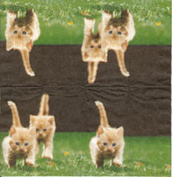 Kattungar på språng - 2