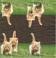 Kattungar på språng