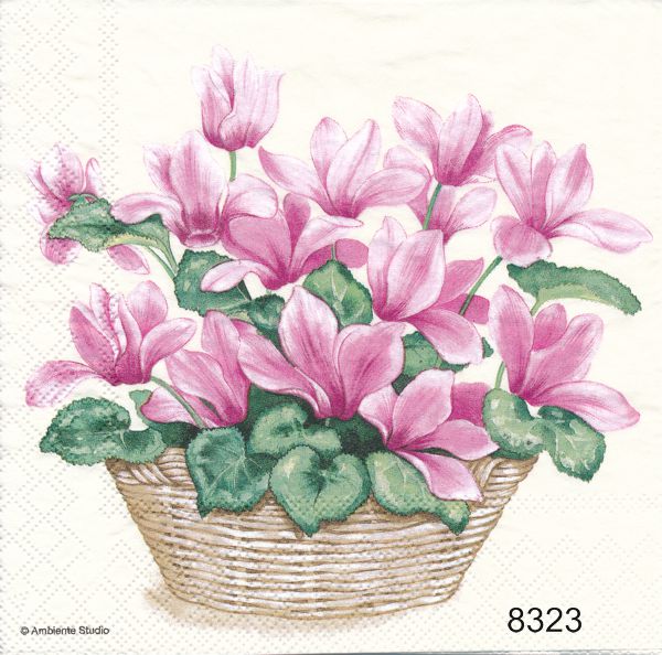 Lila-rosa cyklamen