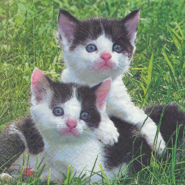 2 små kattungar